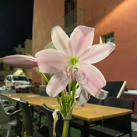 Restaurant & Rooms Cabrit Сан-Матео Экстерьер фото